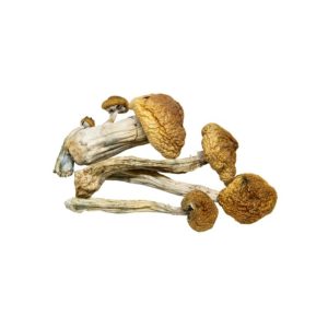 buy online mushroom
