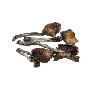 mushrooms for sale