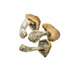 buy magic mushroom online